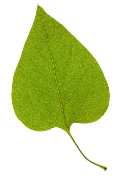 Lilac leaf — Stock Photo, Image