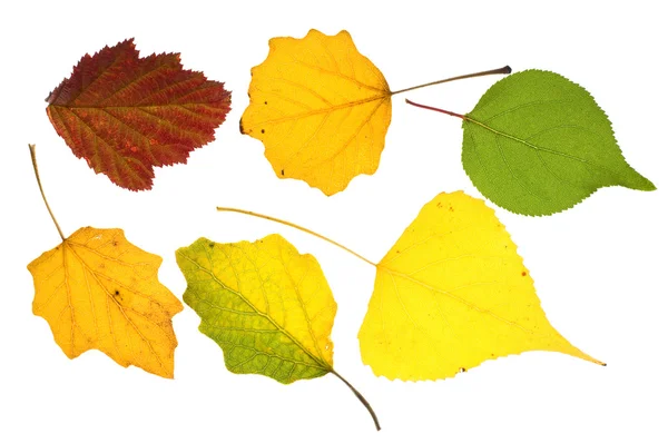 Collezione di foglie colorate — Foto Stock