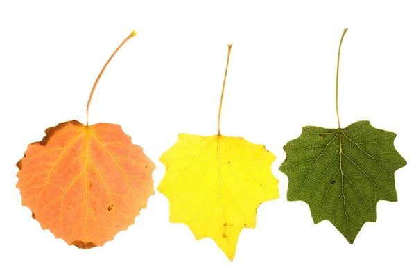 Colorful aspen leaves — Stock Photo, Image