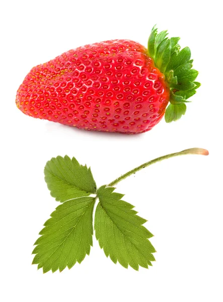 草莓 onf 隔离 — 图库照片