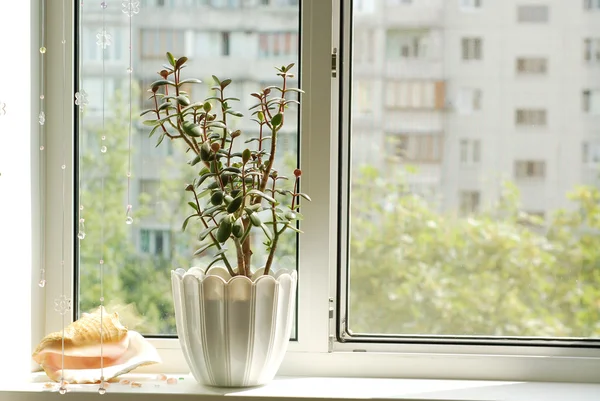 Fönster med blomkruka — Stockfoto