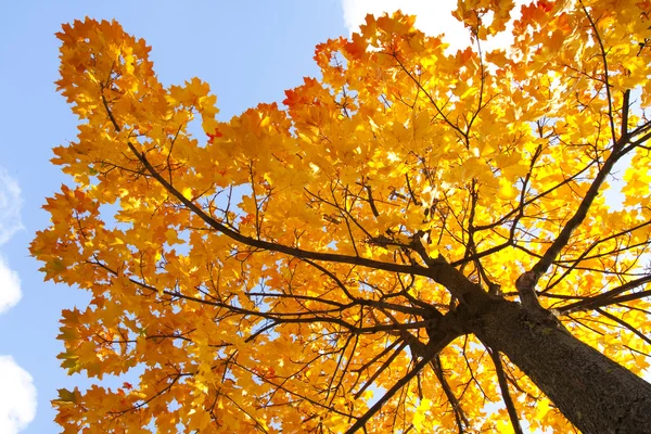 Jesień klon drzewo — Zdjęcie stockowe