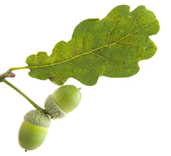 Дубовий лист з жолуді — стокове фото