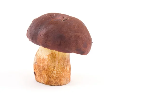 Mushroom on isolated — Stock Photo, Image