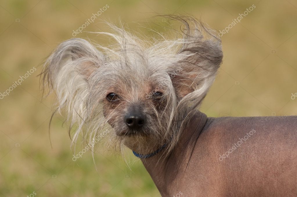 Hairless Dog With Hair Mexican Short Hair Dog 30 'Hypoallergenic