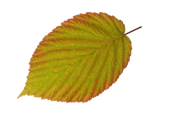 Blackberry leaf on isolated — Stock Photo, Image