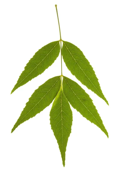 Ash tree leaf on isolated — Stock Photo, Image