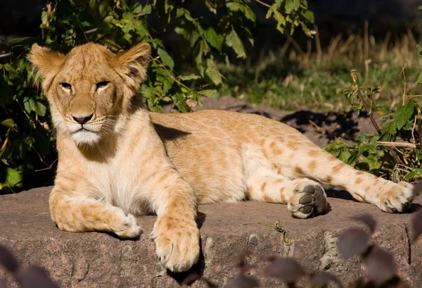 Schöner junger Löwe — Stockfoto