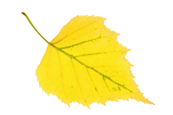 Birch leaf — Stock Photo, Image