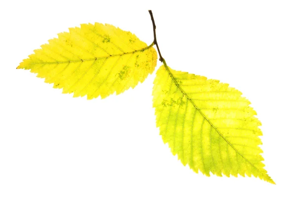 Осенний ольховый лист — стоковое фото