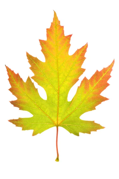 Renkli akçaağaç yaprağı — Stok fotoğraf