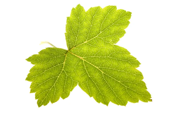 Frenk üzümü yaprağı — Stok fotoğraf