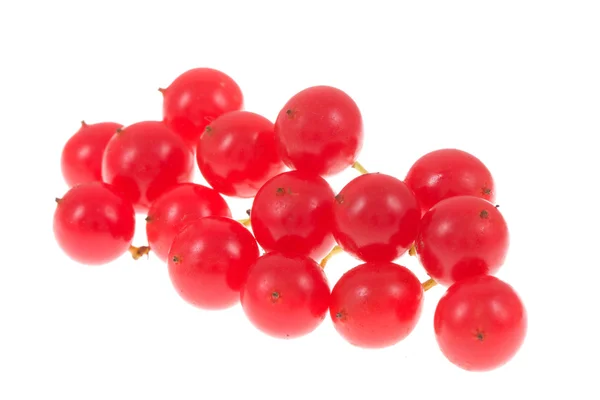 Красный вибурнум на изолированном — стоковое фото