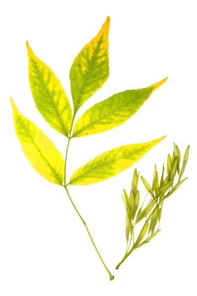 Ash tree leaf — Stock Photo, Image