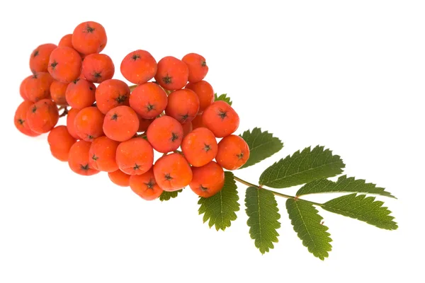 Rowan berry på isolerade — Stockfoto