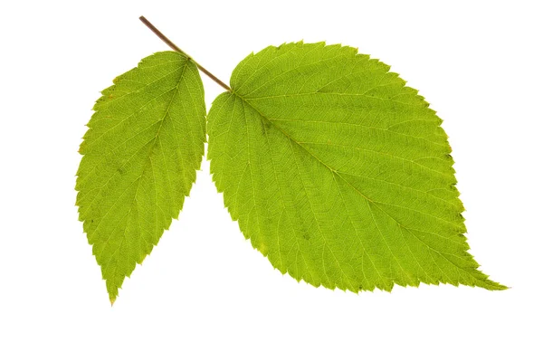 Листья малины на изолированных — стоковое фото
