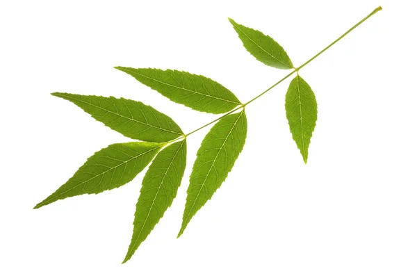 물 푸 레 나무 잎 — 스톡 사진