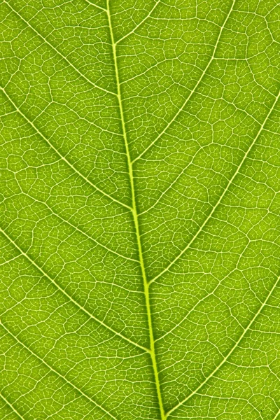 stock image Leaf of lilac