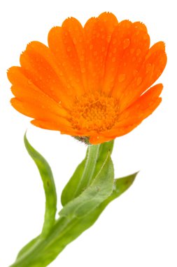 calendula çiçek