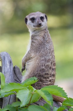 meerkat portre