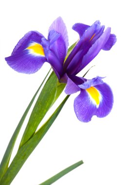 Yellow iris clipart