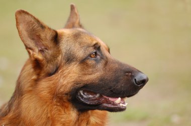 güzel çoban köpeği