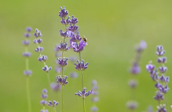 Красиві lavenders — стокове фото