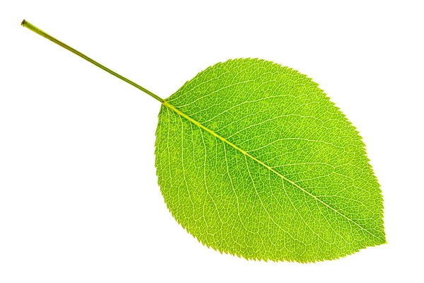 Груша leaf ізольовані — стокове фото