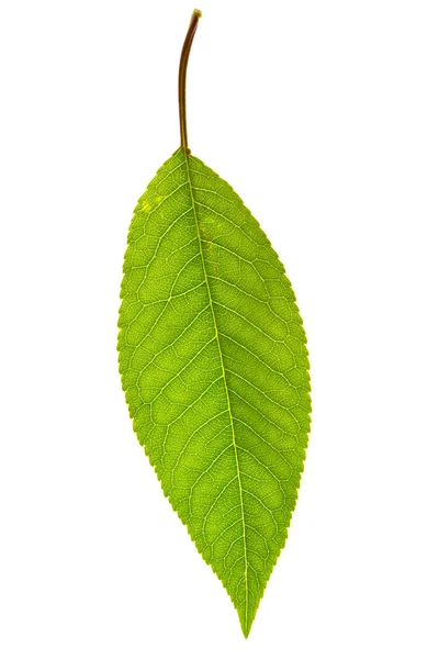 Izole tatlı kiraz yaprağı — Stok fotoğraf