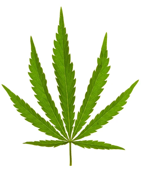 Hoja de cannabis en aislados — Stockfoto