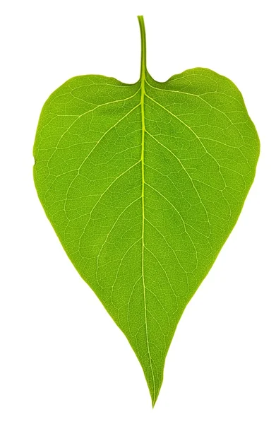 라일락 잎 절연 — 스톡 사진