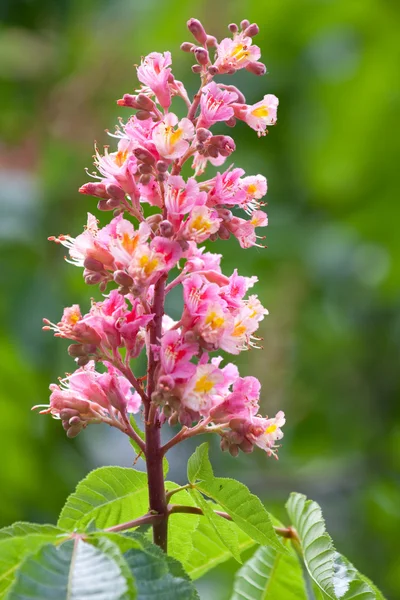 Árbol de castaño de flor —  Fotos de Stock