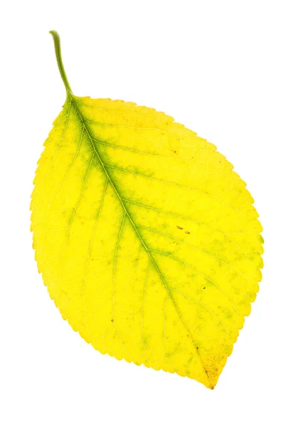 Cherry autumn leaf — Stock Photo, Image