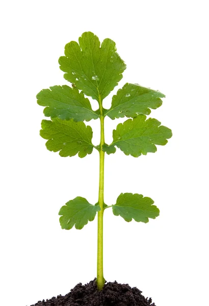 Celandine growth isolated — Stock Photo, Image