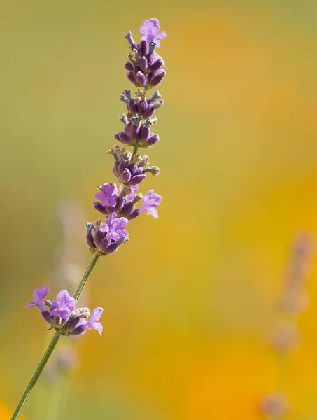 Beautiful lavenders — Stock Photo, Image