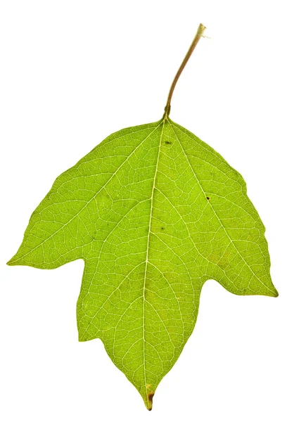 分離されたガマズミ属の木葉 — ストック写真