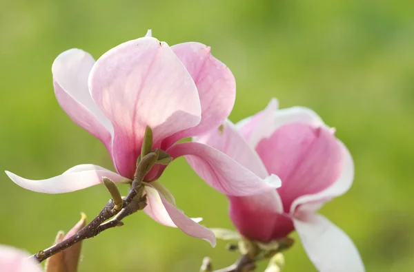 Fiore di magnolia — Foto Stock