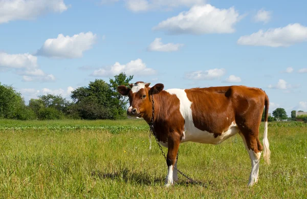 Vaca em pastagem — Fotografia de Stock