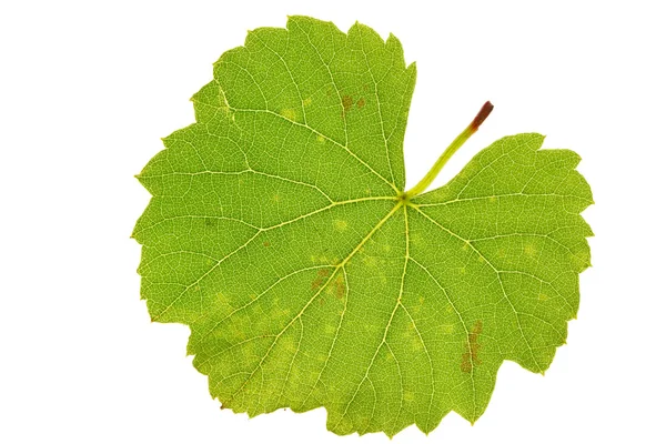 Foglia d'uva — Foto Stock