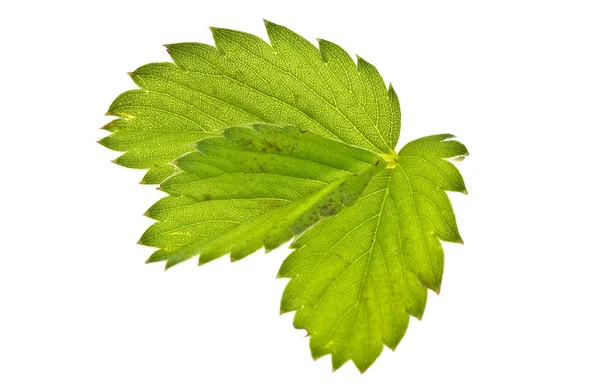 Wild strawberry leaf — Stock Photo, Image