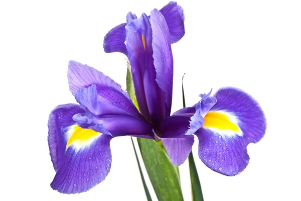 Yellow iris on isolated — Stock Photo, Image
