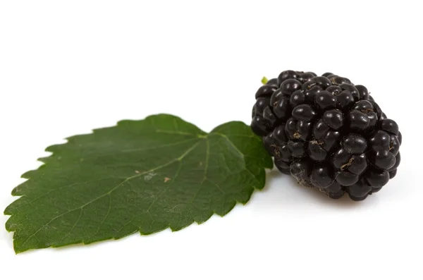 Mulberry geïsoleerd — Stockfoto