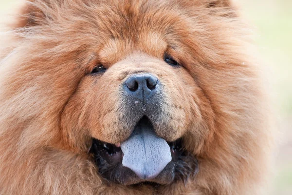 Dog chow chow — Stockfoto