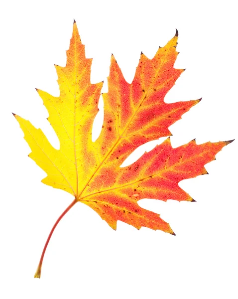 Maple leaf on isolated — Stock Photo, Image
