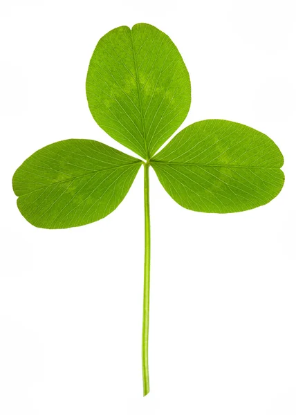 Clover on isolated — Stock Photo, Image