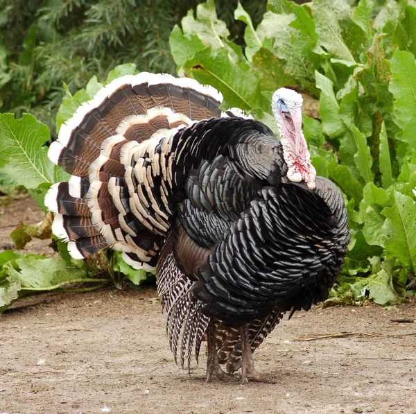 stock image Turkey