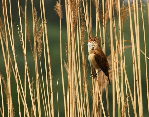 Grande Reed Warbler — Fotografia de Stock Grátis