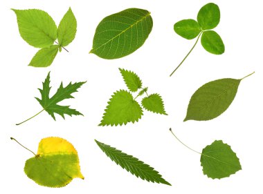 Collection leaves clipart