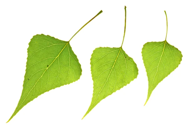 Tres hojas de álamo — Foto de Stock