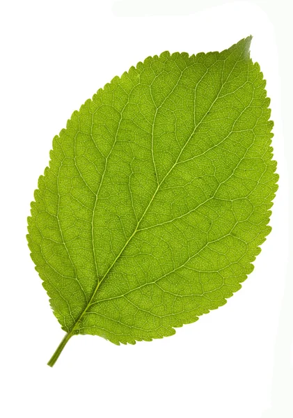 Сливовый лист изолирован — стоковое фото